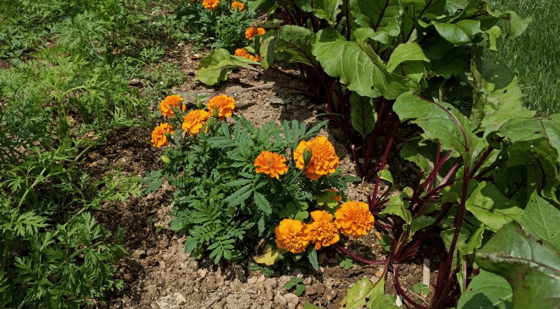 Image of Carrots watercress companion plants