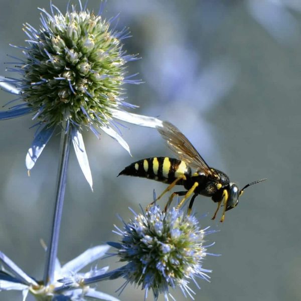 Yellow Jackets Vespula spp. Bonner County Gardeners Association