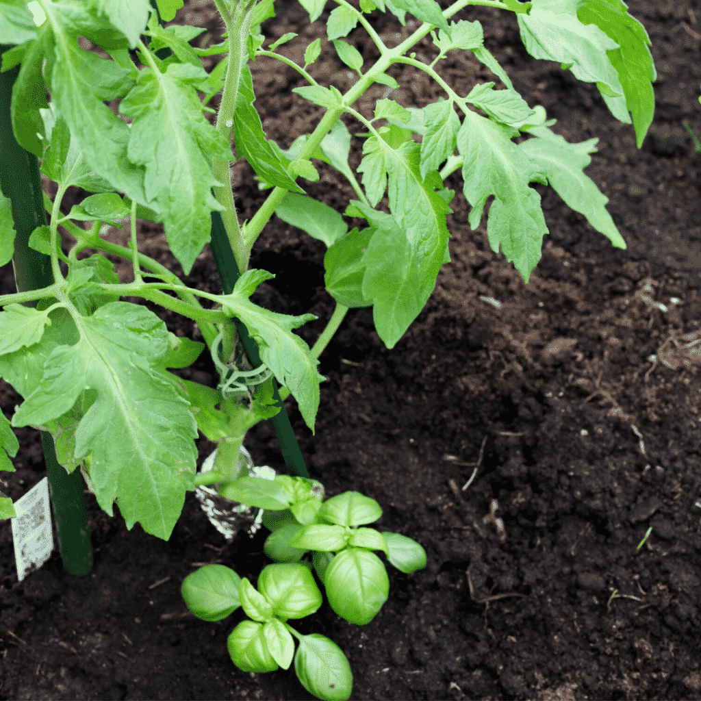 9 Companion Plants You Should Never Grow With Tomatoes (And 5 You Should)